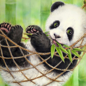 Meet your Posher, Phoebe